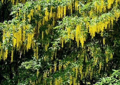 maggiociondolo in fiore